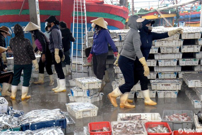 Ban Quản lý Cảng cá Lạch Quèn cho biết, từ ngày 23 tháng Chạp, tàu cá của ngư dân huyện Quỳnh Lưu bắt đầu trở về nghỉ Tết. Dự kiến, trong khoảng 2 ngày nữa toàn bộ gần 80 tàu cá đăng ký cập cảng cá này sẽ về hết để nghỉ Tết. Qua nắm bắt tình hình thực tế cho thấy, chuyến biển cuối năm này mặc dù sản lượng có cao hơn, nhưng ngư dân thu lãi thấp, bởi chủ yếu là cá trỏng và cá tạp. Ảnh: Xuân Hoàng
