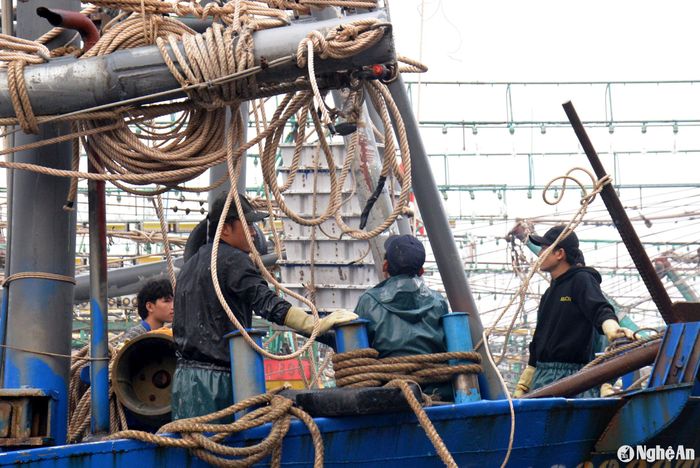 Ông Trần Hồ Sửu - chủ tàu NA 96686 TS ở xã Phú Nghĩa (Quỳnh Lưu) cho biết, chuyến biển cuối cùng của năm âm lịch, tàu của ông đánh bắt được 30 tấn cá cơm, bán với giá 10.000 đồng/kg, thu về 300 triệu đồng, tuy có lãi nhưng không nhiều. Trong ảnh, khay cá được tời từ dưới khoang tàu lên để vận chuyển vào bờ. Ảnh: Xuân Hoàng