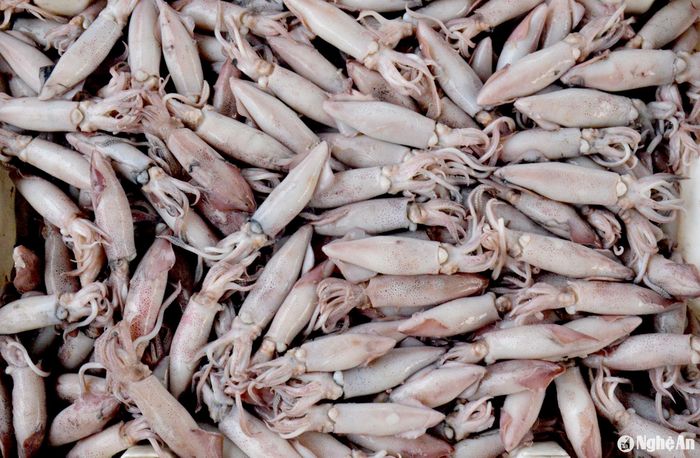 Ngoài cá trỏng là chủ yếu, chỉ có một số tàu cá đánh bắt được ít mực. Do được luộc ngay trên tàu ngay sau khi đánh bắt được trên biển, nên loại mực luộc như thế này vẫn bán được giá, với 130.000 đồng/kg. Ảnh: Xuân Hoàng