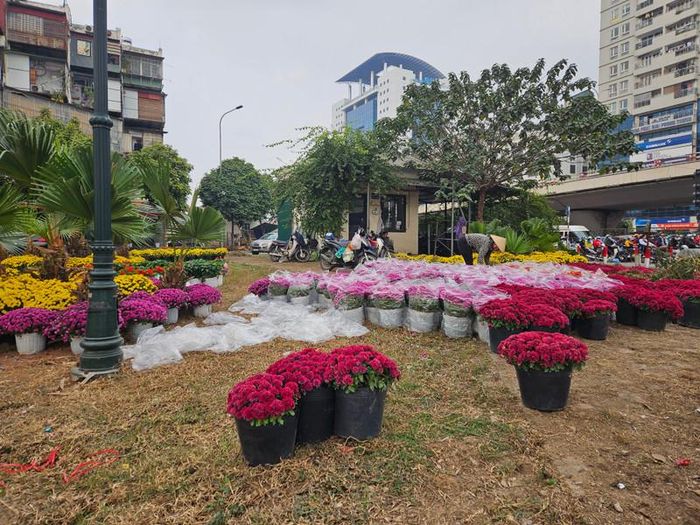 Việc trồng hoa tạo cảnh quan để và xóa điểm đen về đổ trộm rác là điều cần thiết.