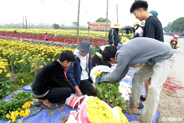 Vợ chồng anh An Tuyết là hộ trồng hoa cúc nhiều nhất huyện Diễn Châu. Dịp Tết này gia đình anh xuất bán khoảng 20 vạn cây hoa cúc các loại. Những ngày thu hoạch hoa Tết này, gia đình phải huy động nhiều nhân lực để hỗ trợ. Ảnh: Xuân Hoàng
