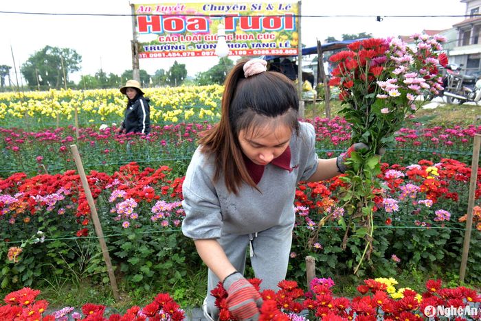 Theo vợ chồng anh An Tuyết, chủ vườn hoa cúc ở xã Diễn Kỷ, huyện Diễn Châu cho biết, hoa cúc năm nay mặc dù tiêu thụ mạnh, nhưng giá bán vẫn thấp. Đối với hoa cúc vàng bán sỉ cho khách với số lượng lớn có giá 2.300 đồng/cây (năm trước 3.000 đồng/cây), các loại hoa cúc màu khác cũng thấp hơn năm trước. Ảnh: Xuân Hoàng