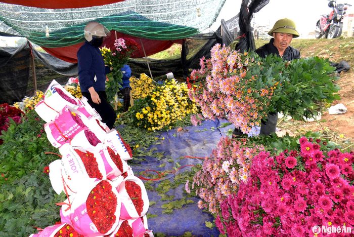 Gia đình chị Nguyễn Thị Diên ở khối 4, thị trấn Hoa Thành (Yên Thành) dịp Tết này xuất bán khoảng 6 vạn cây hoa cúc các loại. Chị Diên cho hay, hoa cúc Tết năm nay xuất bán tại vườn thấp hơn năm trước, với 2.500 đồng/cây hoa cúc vàng; Đối với các loại hoa cúc màu khác bán với giá 3.200 đồng/cây. Tuy nhiên, với giá bán này thì người trồng hoa vẫn có lãi. Theo số liệu từ các địa phương, trên địa bàn Yên Thành có khoảng 15 - 20 ha hoa Tết; huyện Diễn Châu có khoảng 10 ha. Ngoài ra, các địa phương khác như: Quỳnh Lưu, thị xã Hoàng Mai, TP.Vinh, huyện Hưng Nguyên, Nam Đàn... người dân trồng hoa cúc bán trong dịp Tết cũng khá nhiều. Ảnh: Xuân Hoàng