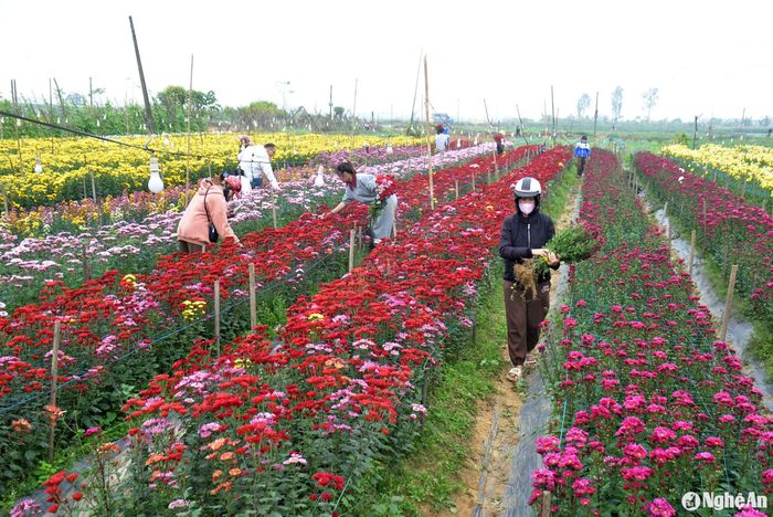 Tại các vườn bà con trồng nhiều loại hoa cúc như: Cúc vạn thọ, cúc đỏ, cúc đồng tiền, cúc mâm xôi, cúc mặt trời... khách hàng thỏa sức lựa chọn. Ảnh: Xuân Hoàng