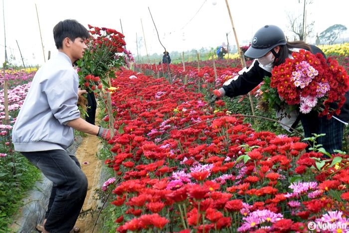 Khách hàng đến tận vườn mua hoa, không chỉ khách mua sỉ mà khách mua lẻ về sử dụng cũng nhiều, tạo nên không khí nhộn nhịp tại mỗi vườn hoa cúc Tết. Ảnh: Xuân Hoàng