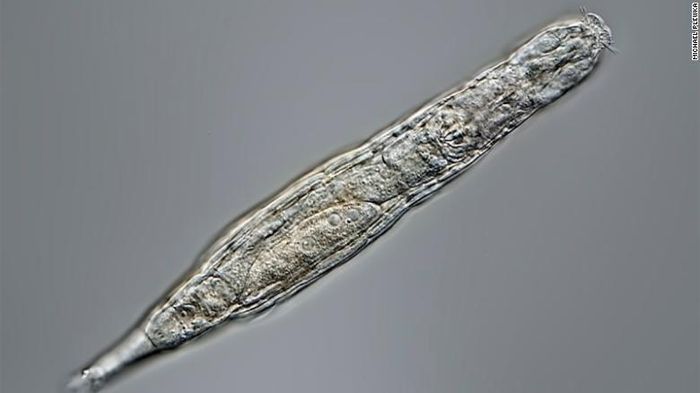 Trùng bánh xe có thể tồn tại lâu trong tình trạng bị đóng băng. Ảnh: CNN