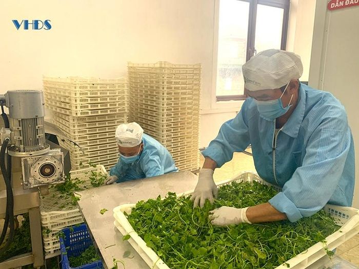 Rau má được đưa vào sơ chế, sục rửa tự động, chuẩn bị cho công đoạn sấy khô tại khu sản xuất của Công ty CP Xây dựng và Thương mại Phong Cách Mới (Queen Farm), thị trấn Tân Phong (Quảng Xương).