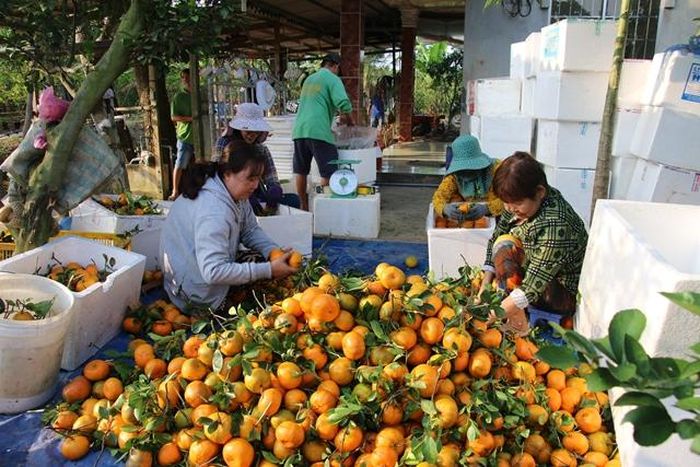 Nhân công thực hiện công đoạn phân loại quýt hồng