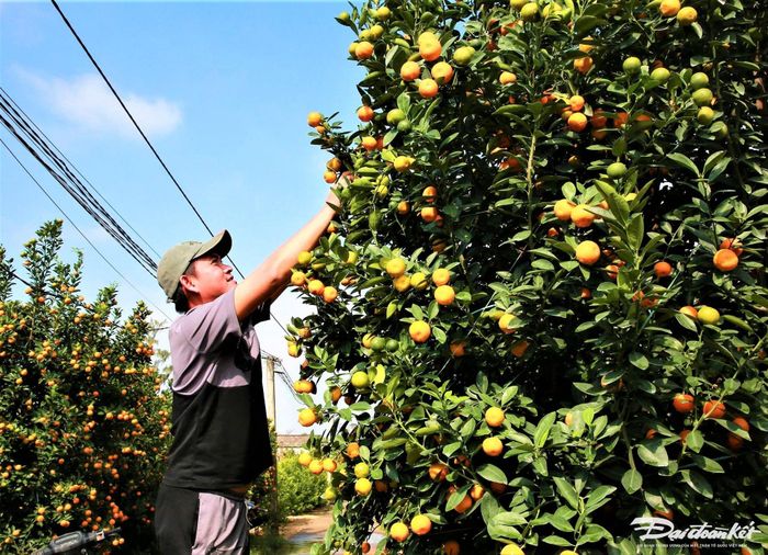 Những cây quất ra trái trĩu quả.
