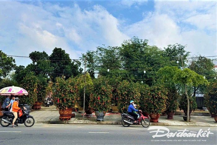 Người dân bán quất trên tuyến đường Nguyễn Tất Thành, TP Hội An.