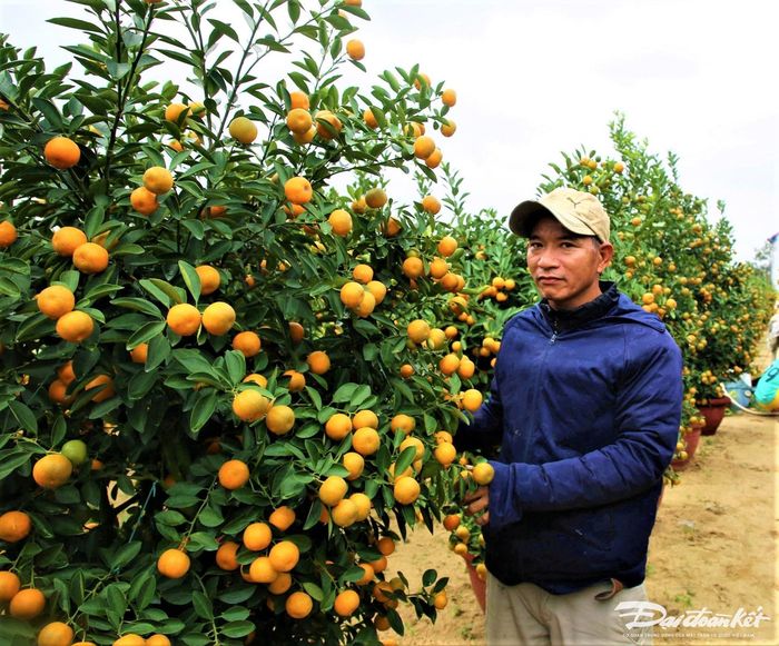 Cây quất có hình dáng đẹp được nhiều người ưa thích.