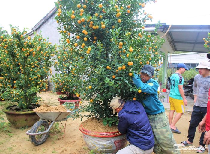 Những chậu quất có giá tiền triệu được thương lái hỏi mua.