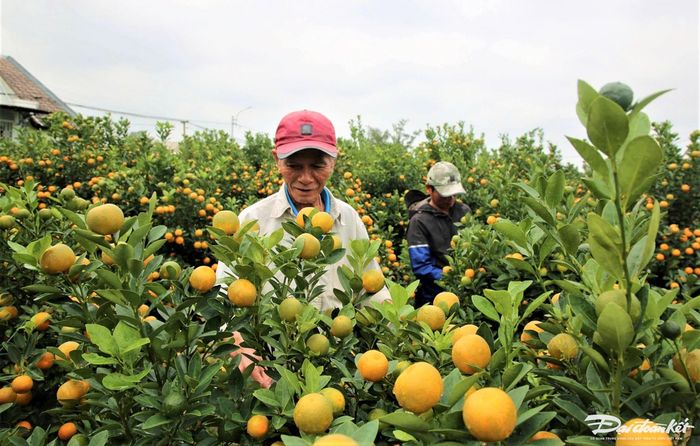 Những chậu quất ở Hội An được người chăm sóc phát triển tốt.