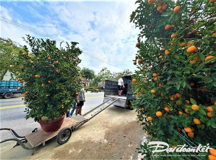Xe tải vận chuyển quất phục vụ người dân chưng Tết.