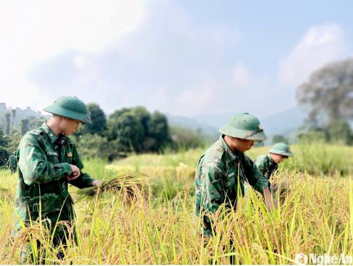Đồn Biên phòng Nậm Càn (Kỳ Sơn) giúp dân thu hoạch mùa. Ảnh: GH