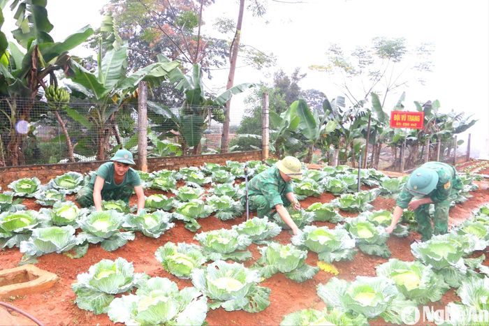 Cán bộ, chiến sĩ Đồn Biên phòng Nậm Càn tăng gia sản xuất. Ảnh: KL