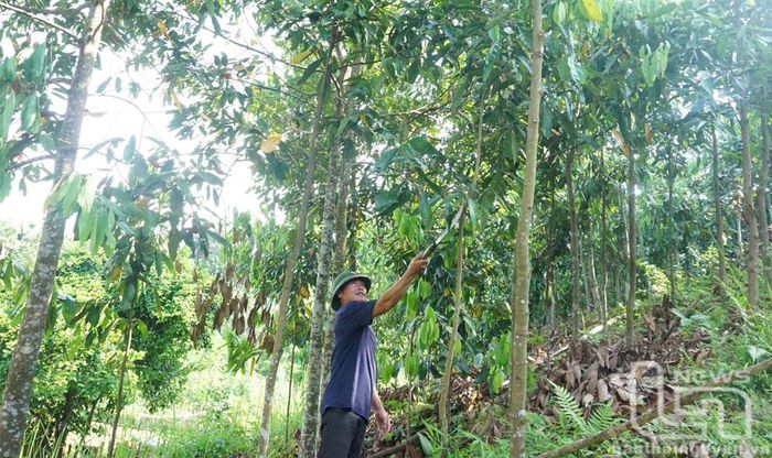 Cây quế đã được nhiều hộ dân ở xã Kim Phượng (Định Hóa) trồng thay thế cây keo.