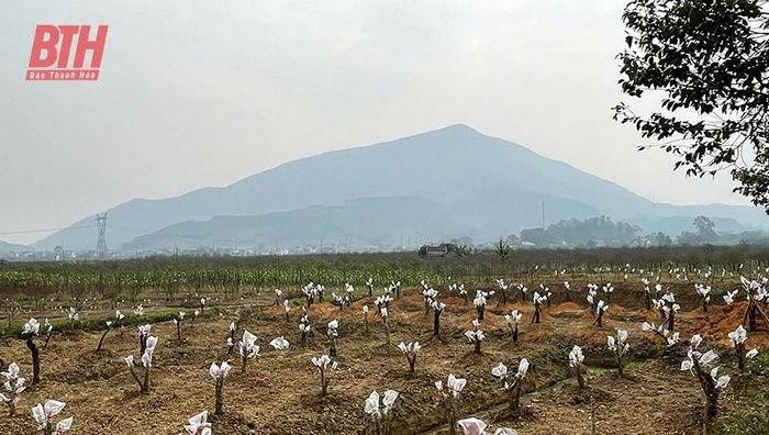 Núi Nưa huyền bí trong làn sương mờ ảo.