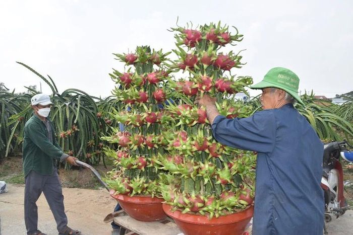 Việc vận chuyển thanh long ra bến được các công nhân thực hiện rất tỉ mỉ.