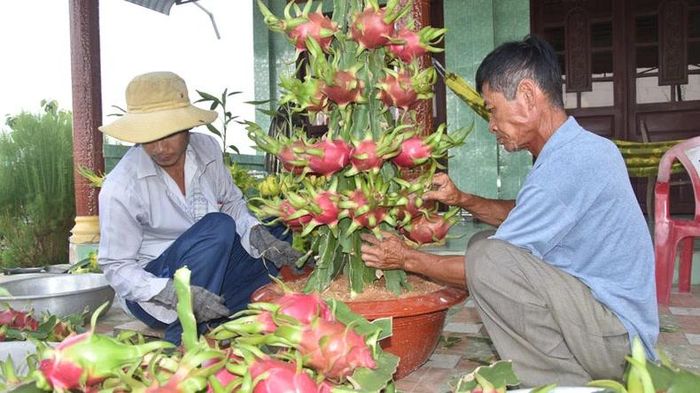 Thanh long chậu được các "nghệ nhân" tạo thành tác phẩm.
