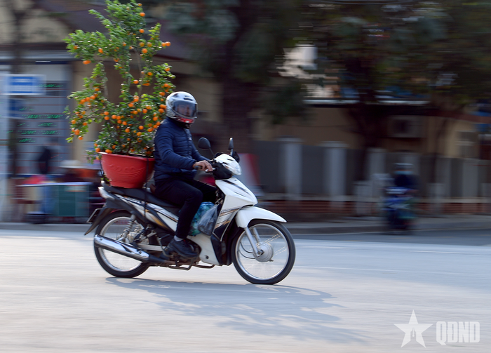 Cây quất được người dân Việt Nam ưa chuộng trang trí ngày Tết với ý nghĩa mang lại may mắn, tài lộc, sung túc.