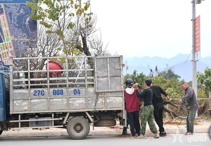  Một số tiểu thương bán đào cảnh cũng thu dọn sớm để về đón mùa xuân mới bên gia đình.