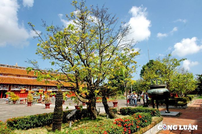  Hoàng mai trong thành nội. Ảnh: Thanh Hòa 