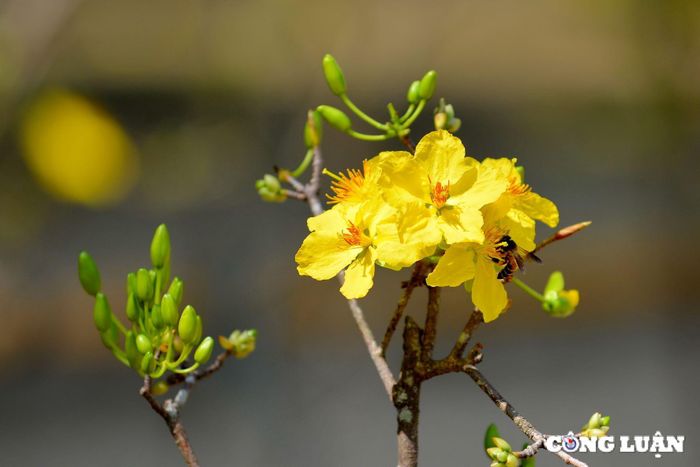  Hoàng mai Huế là giống hoa quý. Ảnh: Thanh Hòa 