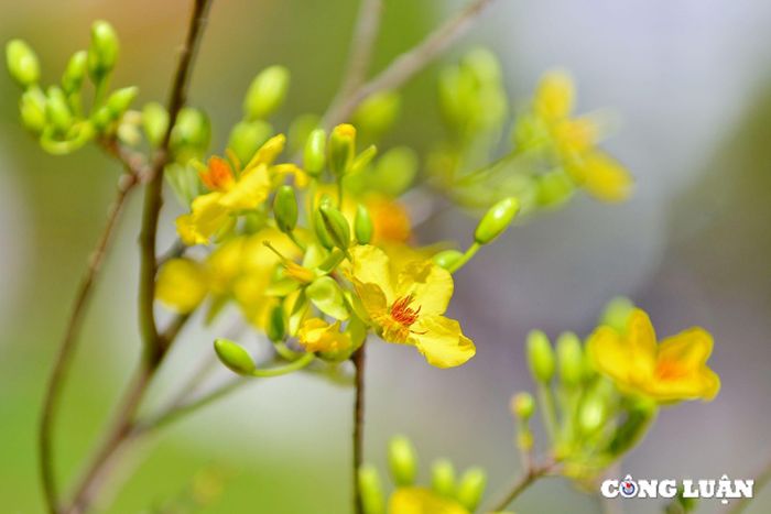  Vẻ sang trọng và quý phái của hoàng mai Huế. Ảnh: Thanh Hòa 