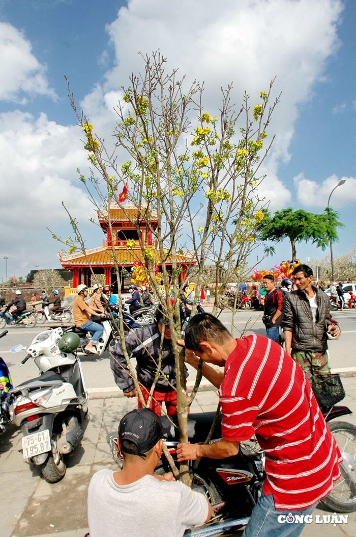  Người dân Huế mua cành mai về chơi Tết. Ảnh: Thanh Hòa 