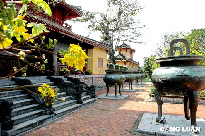  Hoàng mai rực vàng bên Cửu đỉnh. Ảnh: Thanh Hòa 