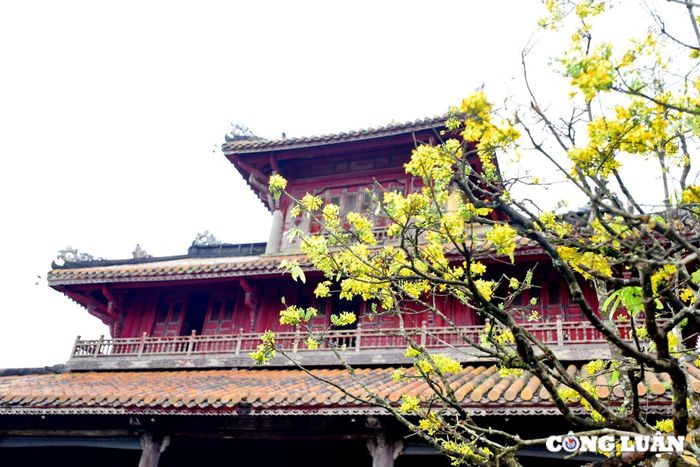  Bóng hoàng mai bên cung vàng điện ngọc. Ảnh: Thanh Hòa 