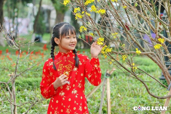  Hoàng mai - biểu tượng của mùa xuân xứ Huế. Ảnh: Thanh Hòa 