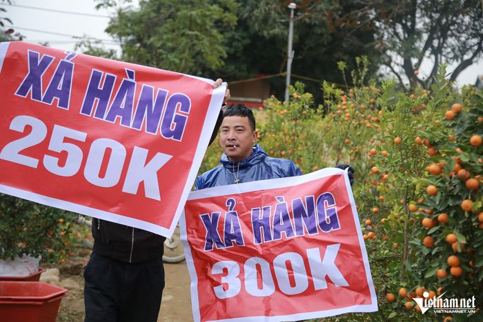 Tiểu thương treo biển ''xả hàng'' từ 200 - 300 nghìn đồng/cây quất nhưng vẫn vắng khách. Ảnh: T.L