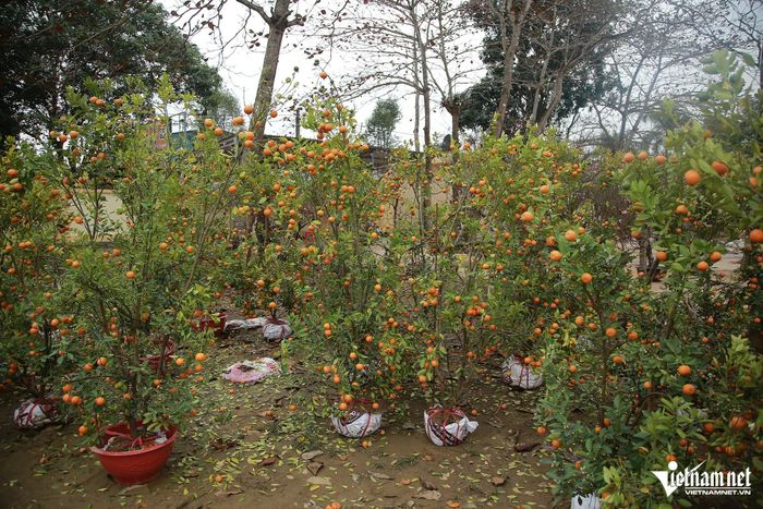 Hàng trăm gốc quất xác xơ, hư hỏng do vận chuyển gặp sự cố. Ảnh: T.L