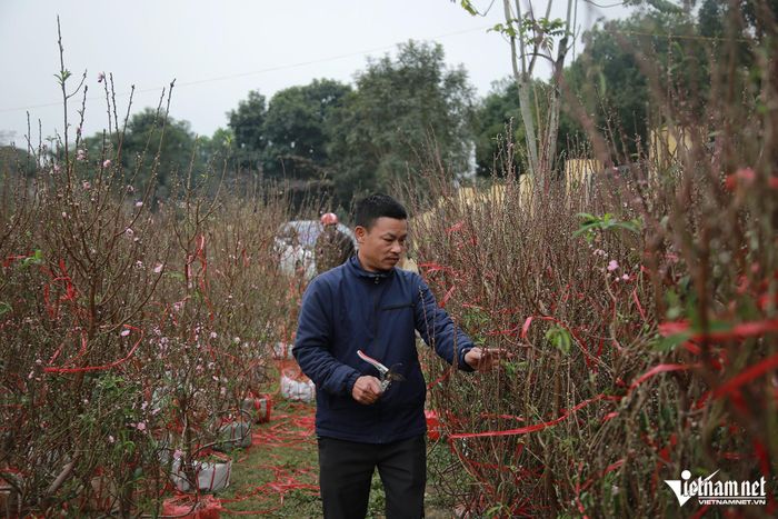 Anh Võ Quốc Thanh (trú xã Hòa Hải) cho biết đang còn khoảng 300 gốc đào, lỗ 100 triệu đồng. Ảnh: T.L