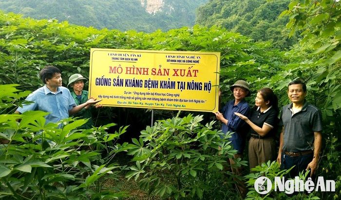 Mô hình sản xuất giống sắn kháng bệnh khảm tại nông hộ do anh Vũ Đức Dũng và cộng sự thực hiện. Ảnh: Xuân Hoàng