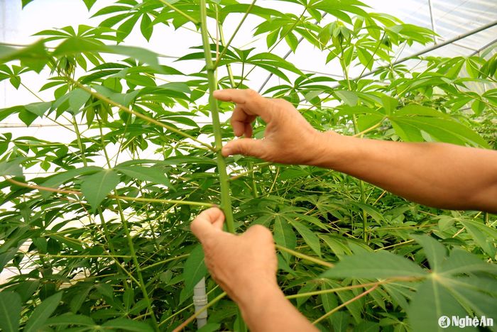 Anh Vũ Đức Dũng chia sẻ cách lấy hom để nhân giống sắn sạch bệnh. Ảnh: Xuân Hoàng