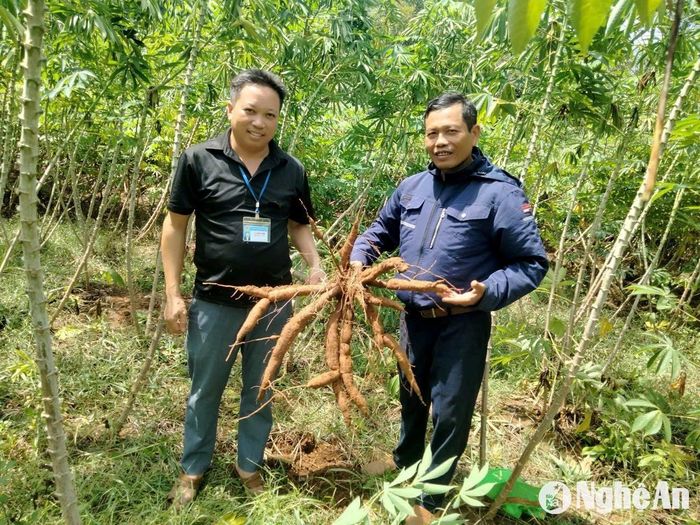 Giống sắn HN1 và HN5 đã khẳng định được tính vượt trội trên địa bàn huyện Tân Kỳ và các huyện lân cận. Ảnh: Xuân Hoàng