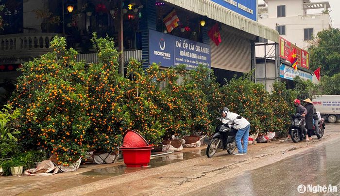 Trên tuyến Quốc lộ 7B, đoạn qua các huyện Diễn Châu, Yên Thành, nhiều điểm bán quất vẫn đang tồn số lượng cây lớn, đặc biệt là những cây kích thước lớn năm nay kén người hỏi mua. Ảnh: Q.A
