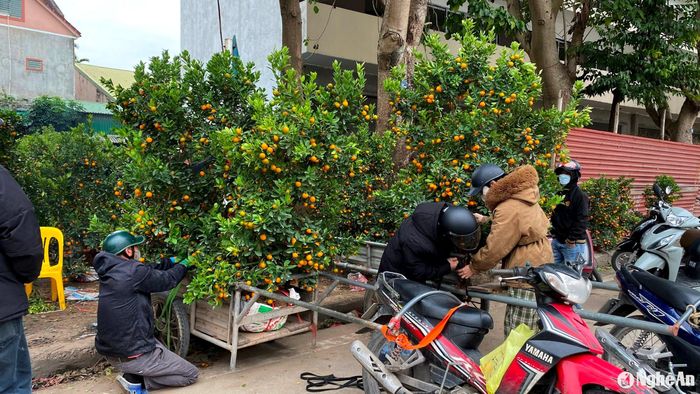 Những cây quất cuối cùng được khách hàng lựa chọn mang về trong ngày 29 Tết. Năm nay kinh tế khó khăn, thu nhập người dân sụt giảm nên thị trường hoa, cây cảnh Tết vì thế cũng ảm đạm hơn so với các năm trước. Nhiều tiểu thương hy vọng sẽ thanh lý hết số cây còn lại trong chiều nay để thu dọn, chính thức nghỉ Tết. Ảnh: Q.A