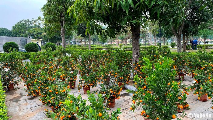 Tại thị trấn Diễn Thành, huyện Diễn Châu, các điểm bán quất bonsai vẫn còn số lượng cây lớn trong sáng 29 Tết. Ảnh: Q.A