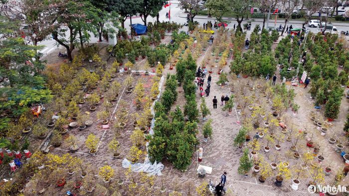 Theo ghi nhận của phóng viên, trong ngày 29 Tết, ngày cuối cùng của năm Giáp Thìn, nhiều điểm bán hoa, cây cảnh Tết vẫn còn lượng cây lớn. Tiểu thương vẫn bám trụ chờ những vị khách cuối cùng. Trong ảnh: Điểm bán quất, mai Tết trước Công viên Trung tâm TP. Vinh vẫn còn nhiều trong sáng 29 tháng Chạp. Ảnh: Q.A