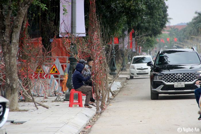 Theo chia sẻ của nhiều tiểu thương thì chưa năm nào thị trường cây cảnh Tết lại ế ẩm như năm nay. Nhiều điểm kinh doanh mới bán được khoảng 50% số cây, buộc phải xả toàn bộ để lấy lại vốn trong ngày cuối cùng của năm. Ảnh: Q.A