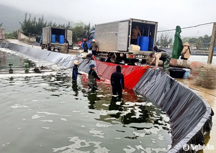 Tôm vụ Đông thu hoạch những ngày cận Tết, được thương lái thu mua mạnh. Ảnh: Xuân Hoàng