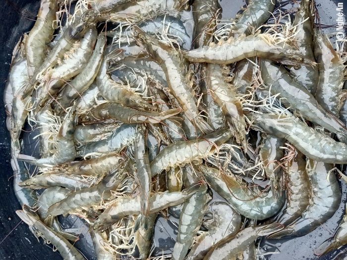 Giá tôm thương phẩm dịp cận Tết tăng đột biến. Ảnh: Xuân Hoàng