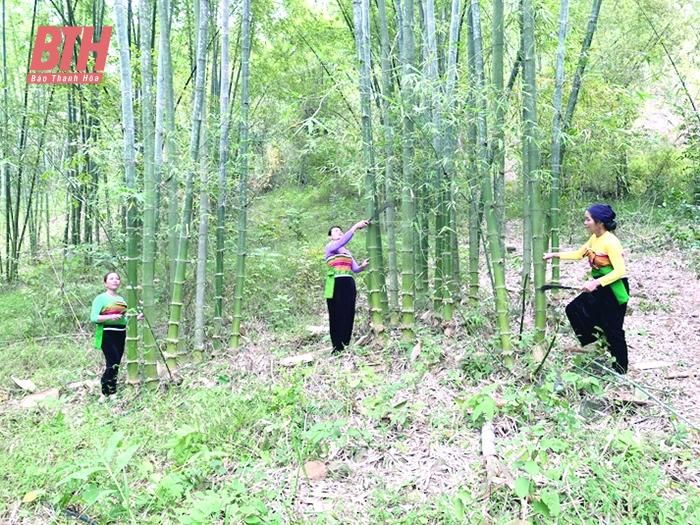 Người dân xã Ban Công chăm sóc rừng luồng, mang lại nguồn thu nhập ổn định trong năm.