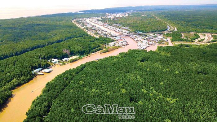 Rừng ngập mặn tỉnh Cà Mau có nhiều lợi thế, tiềm năng trong phát triển thị trường carbon. (Trong ảnh: Một góc Vườn Quốc gia Mũi Cà Mau).