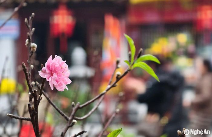 Sắc Xuân tại đền Hồng Sơn. Ảnh: Diệp Thanh