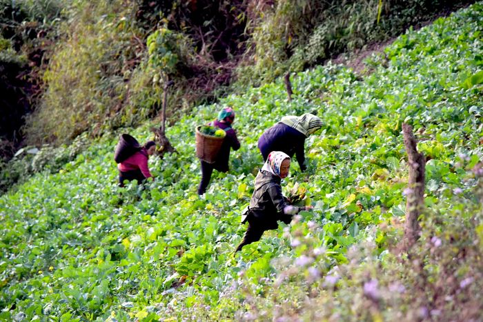 Vùng chuyên canh rau sạch ở xã Huồi Tụ (Kỳ Sơn). Ảnh: Hoài Thu